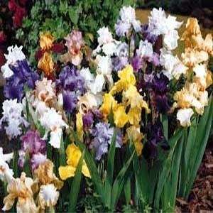  Mixed Tall Bearded German Iris 12 Bulbs Patio, Lawn 