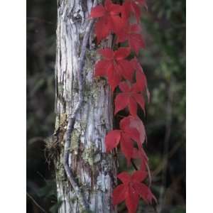 Fall Virginia Creeper Vine Growing Up a Tree Trunk, Parthenocissus 